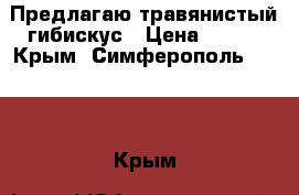 Предлагаю травянистый гибискус › Цена ­ 350 - Крым, Симферополь  »    . Крым